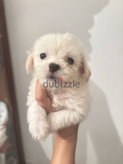 Mini puppies
