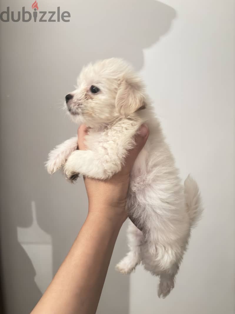 Mini puppies 1