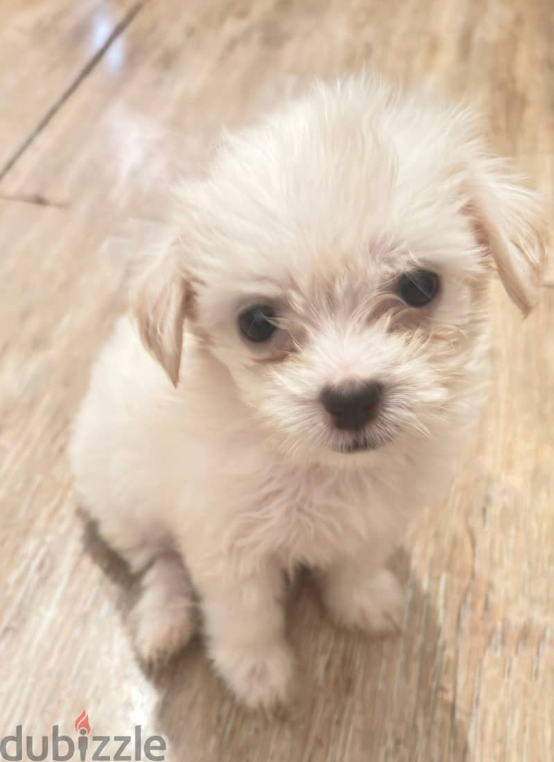Mini puppies 2