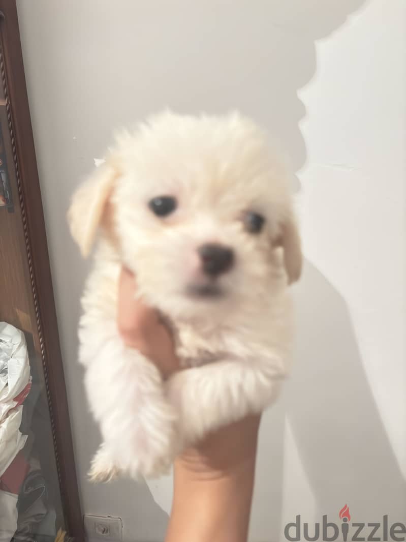 Mini puppies 3