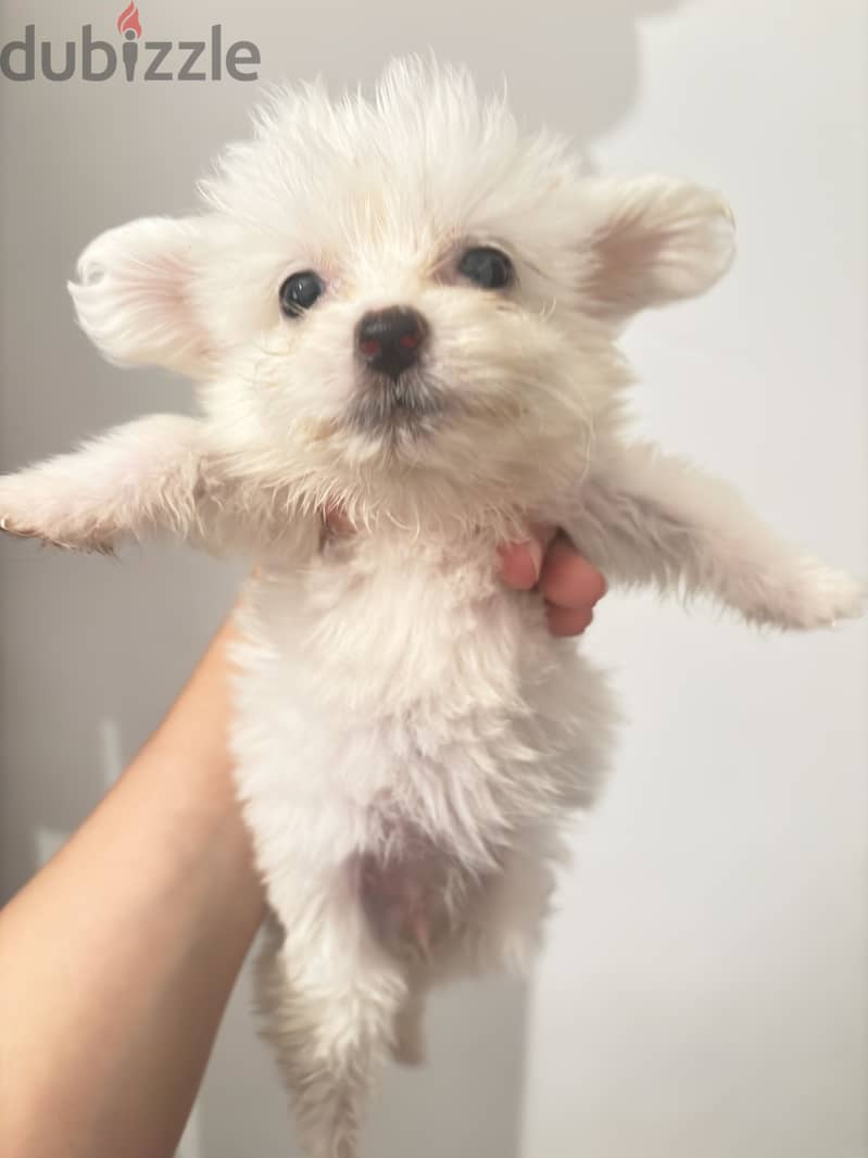 Mini puppies 4