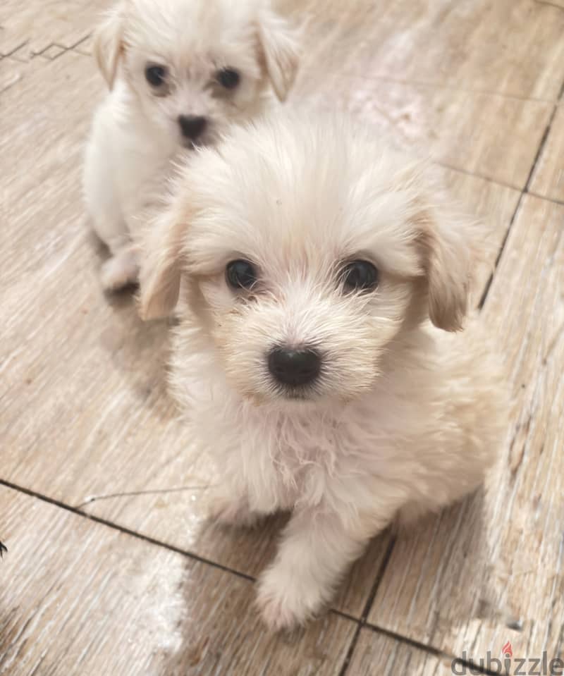 Mini puppies 5