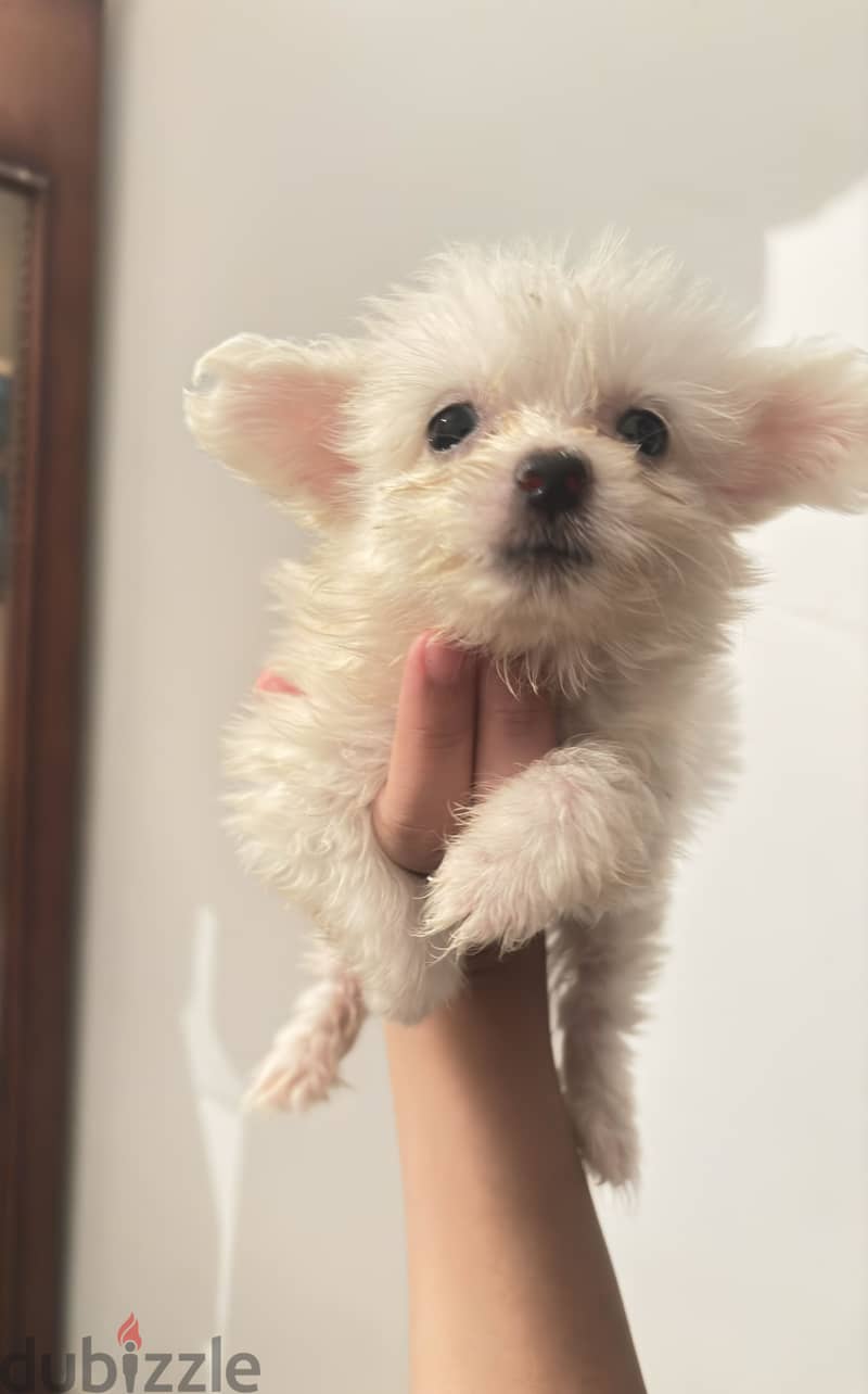 Mini puppies 6