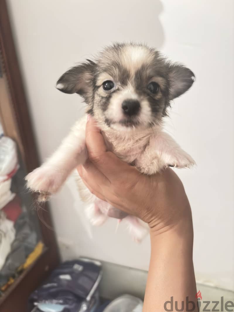Mini puppies 7