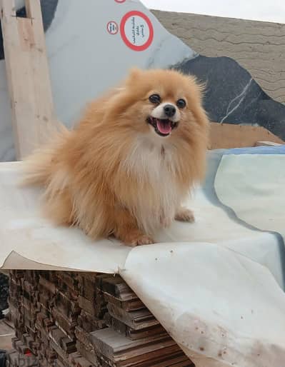 اجمل بنت Pomeranian