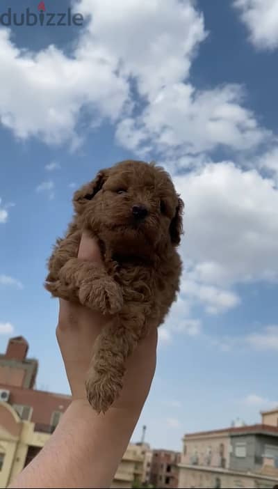 Male toypoodle