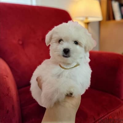 بنوته هافانيز Havanese