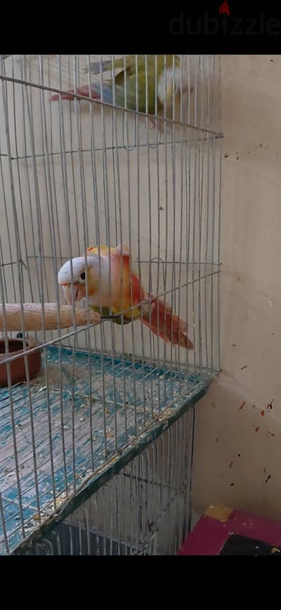 زوج بينابول شغال