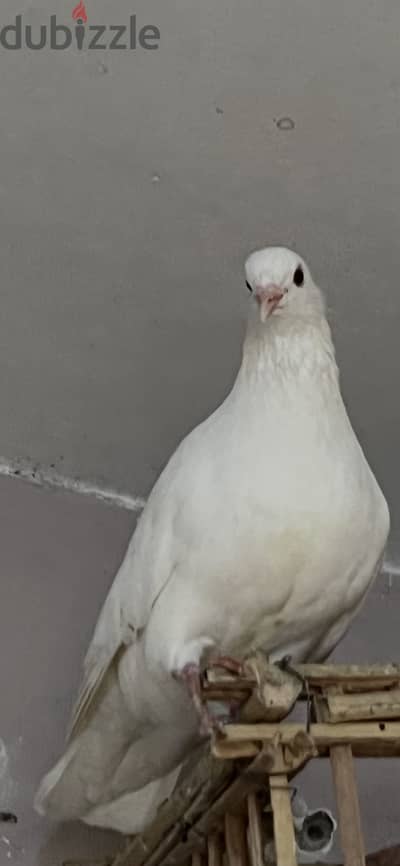 حمام لحم جم جامبو