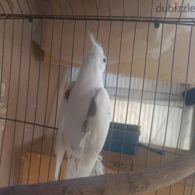 شبابات فوتيه فرنساوي