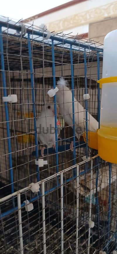 جوز روز البينو عين حمرا شغل