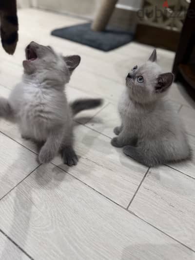 British shorthair