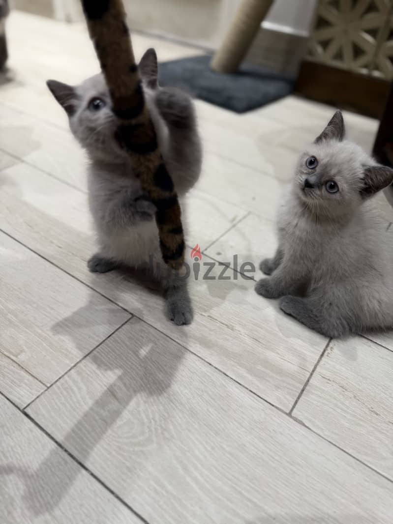 British shorthair 1