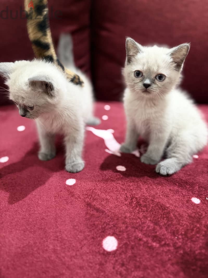 British shorthair 2