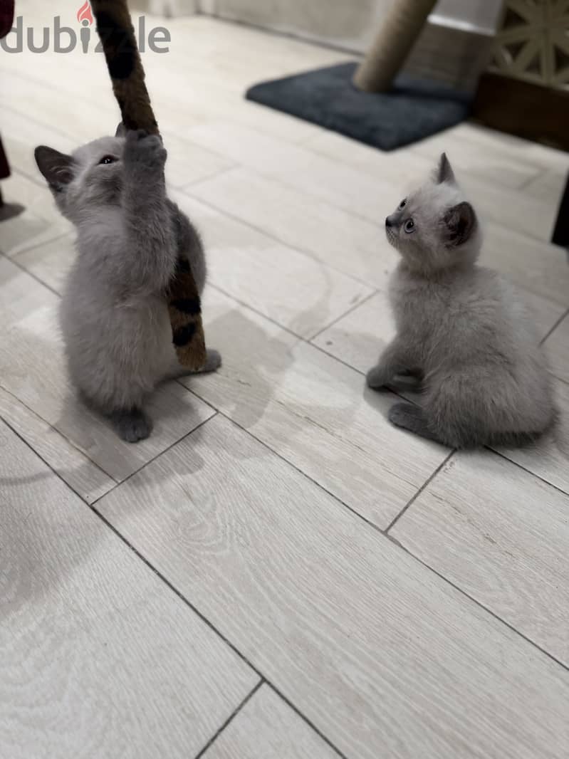 British shorthair 3