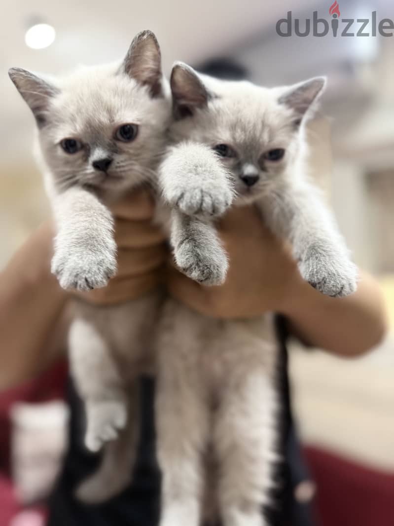 British shorthair 4