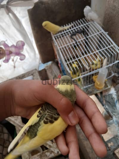 بادجي استرالي