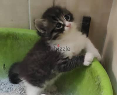 قط شيرازي 49 يوم يرجي الاتصال علي 01094843595