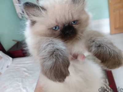 Himalayan Kittens