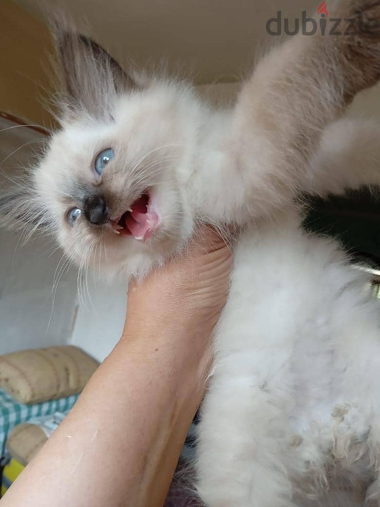 Himalayan Kittens 1