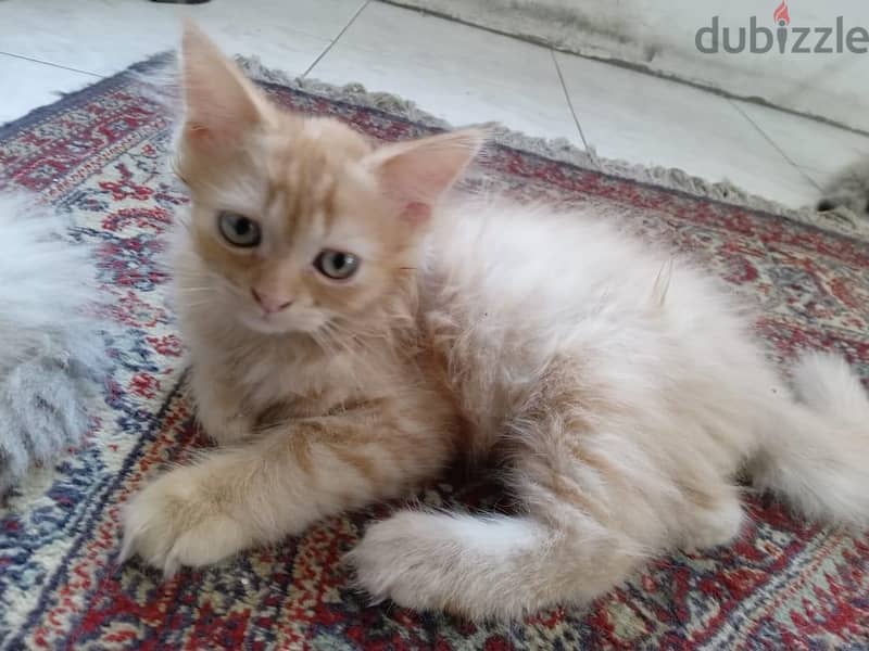 Himalayan Kittens 2