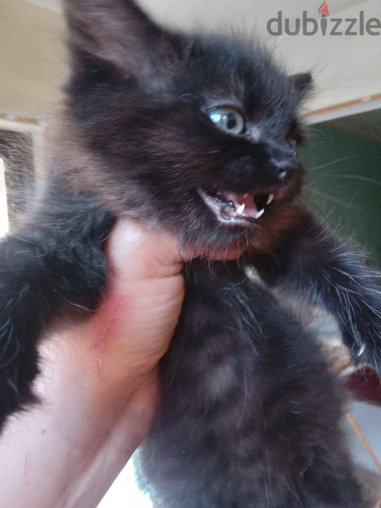 Himalayan Kittens 3