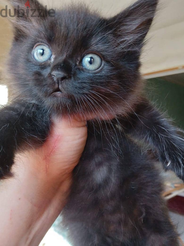 Himalayan Kittens 4