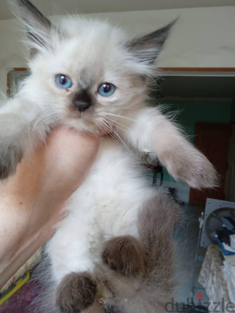 Himalayan Kittens 5