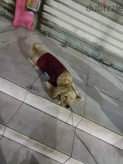 كلاب للبيع