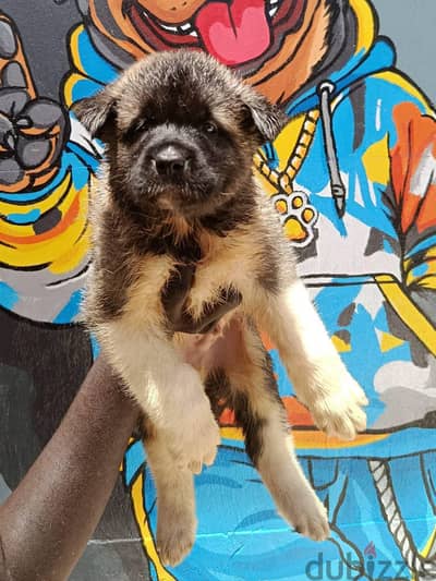 akita  اكيتا