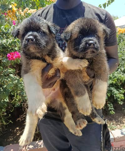 akita puppies