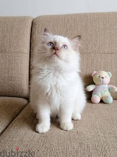 ragdoll male chocolate mittd