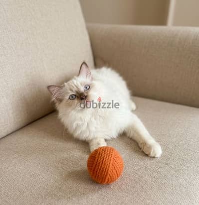 ragdoll male chocolate mittd