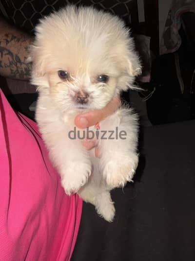 Havanese.