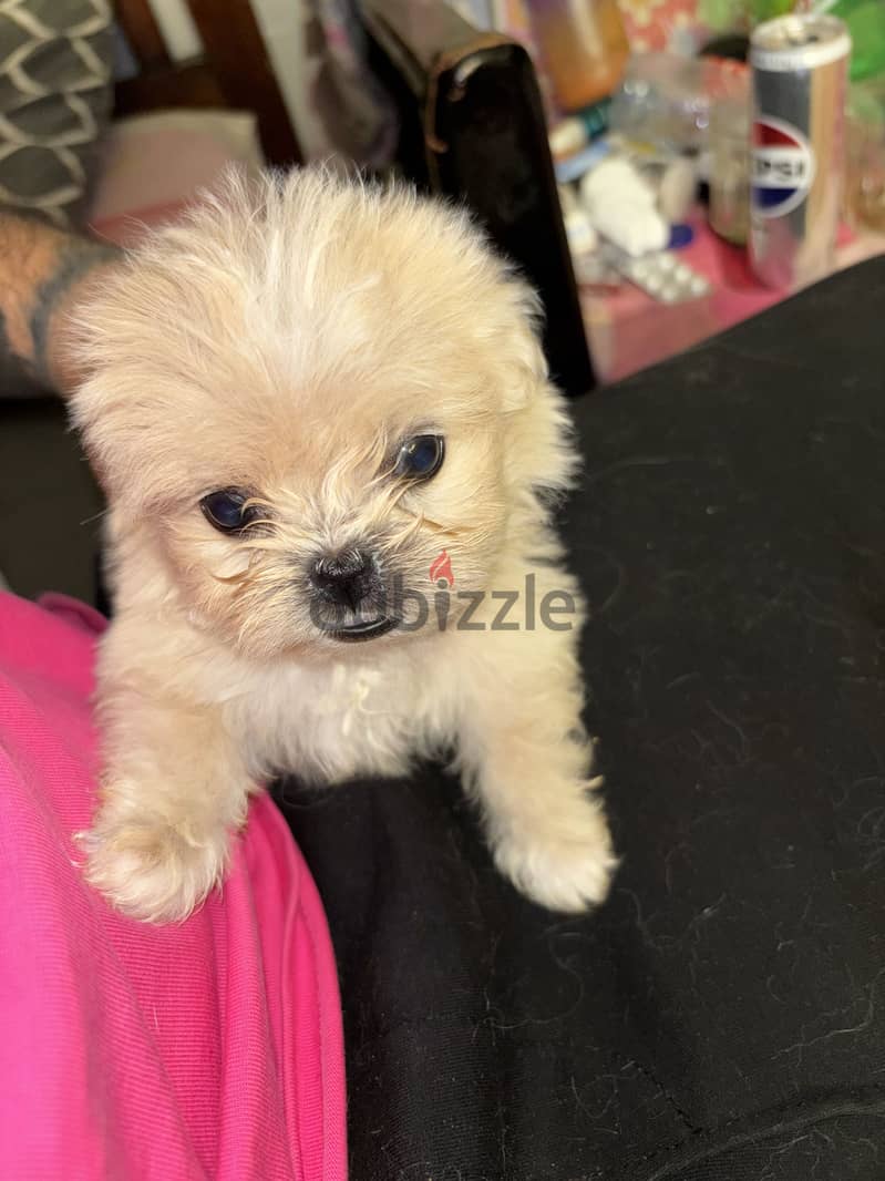 Havanese. 1