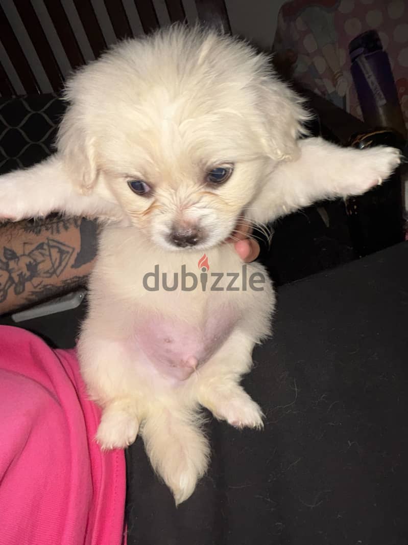 Havanese. 2