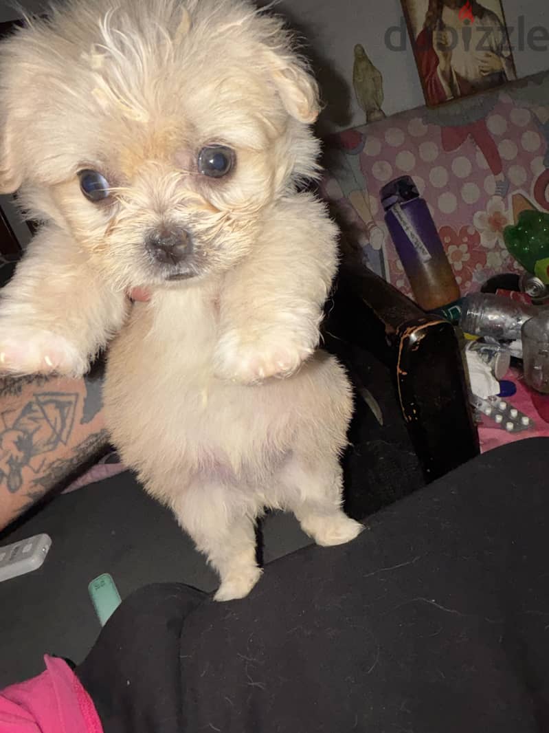 Havanese. 3