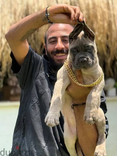 جرو كاني كورسو cane corso