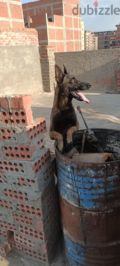 جاك كلب مالينوا بكل قناة تدريب كلاب lives of dogs على اليوتيوب