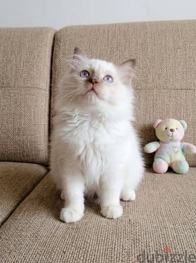 Ragdoll male chocolate mittd