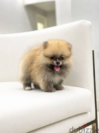 Pomeranian puppy بومرينيان بومرينين