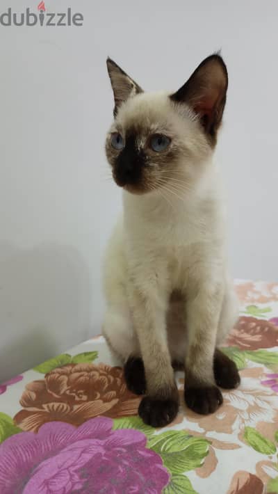 Siamese سيامي
