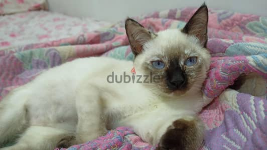 Siamese سيامي