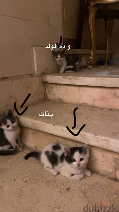 قطط للتبني
