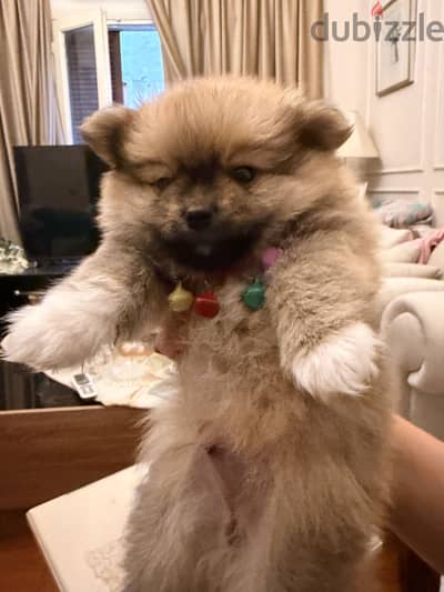 Pomeranian