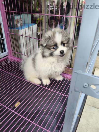 pomrinian puppy