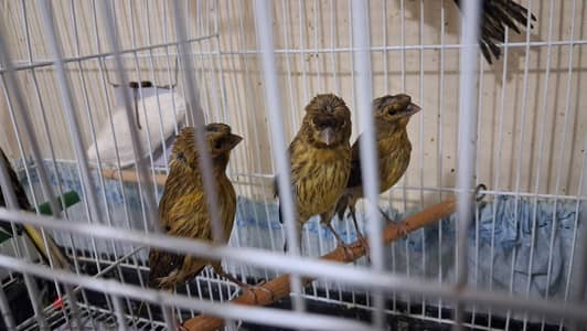 هواه الفصال يمتنعون ثلاث كناريا بشوشة طول وصحة ماشاءالله العمر شهرين