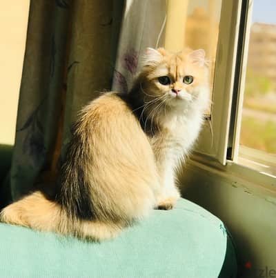 Scottish Fold female ny11