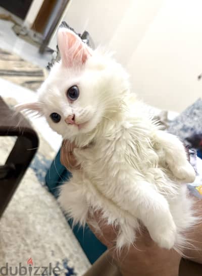 Toti looking for a new home