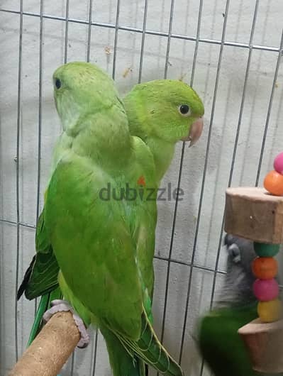 بفضل زغليل دره  حديث الفطام  معتمده علي نفسها كانت تاكيل يدوي حجم وصحه